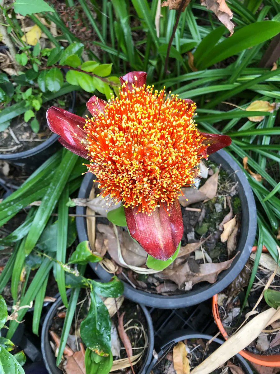 ausgarlic's tweet photo. Sometimes it’s about nature rather than food native bees seem to like these flowers too https://t.co/5AP43Bunni