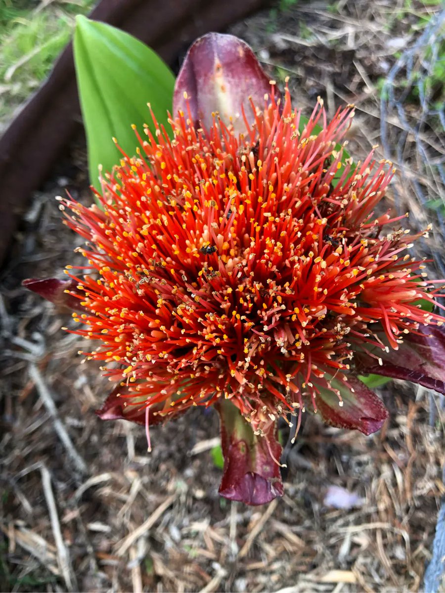 ausgarlic's tweet photo. Sometimes it’s about nature rather than food native bees seem to like these flowers too https://t.co/5AP43Bunni