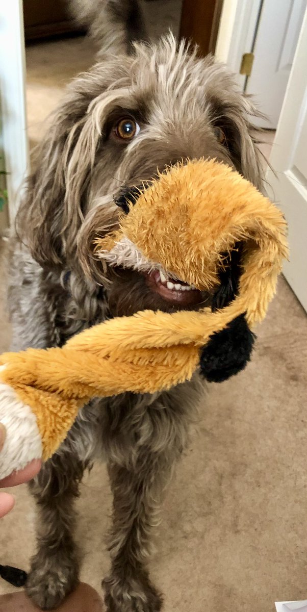 1heart2pen's tweet photo. #murphydog dog says to all, “Have a playful weekend!” https://t.co/IH6FnKSu69