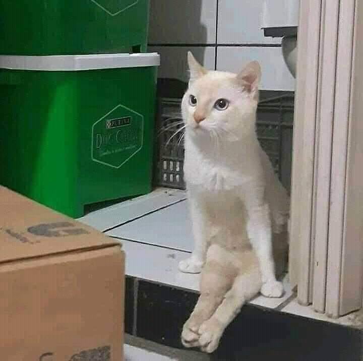 cats being weird little guys 👅 tweet media