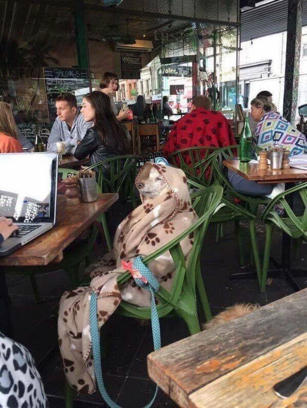 genius_dogs's tweet image. why is this me