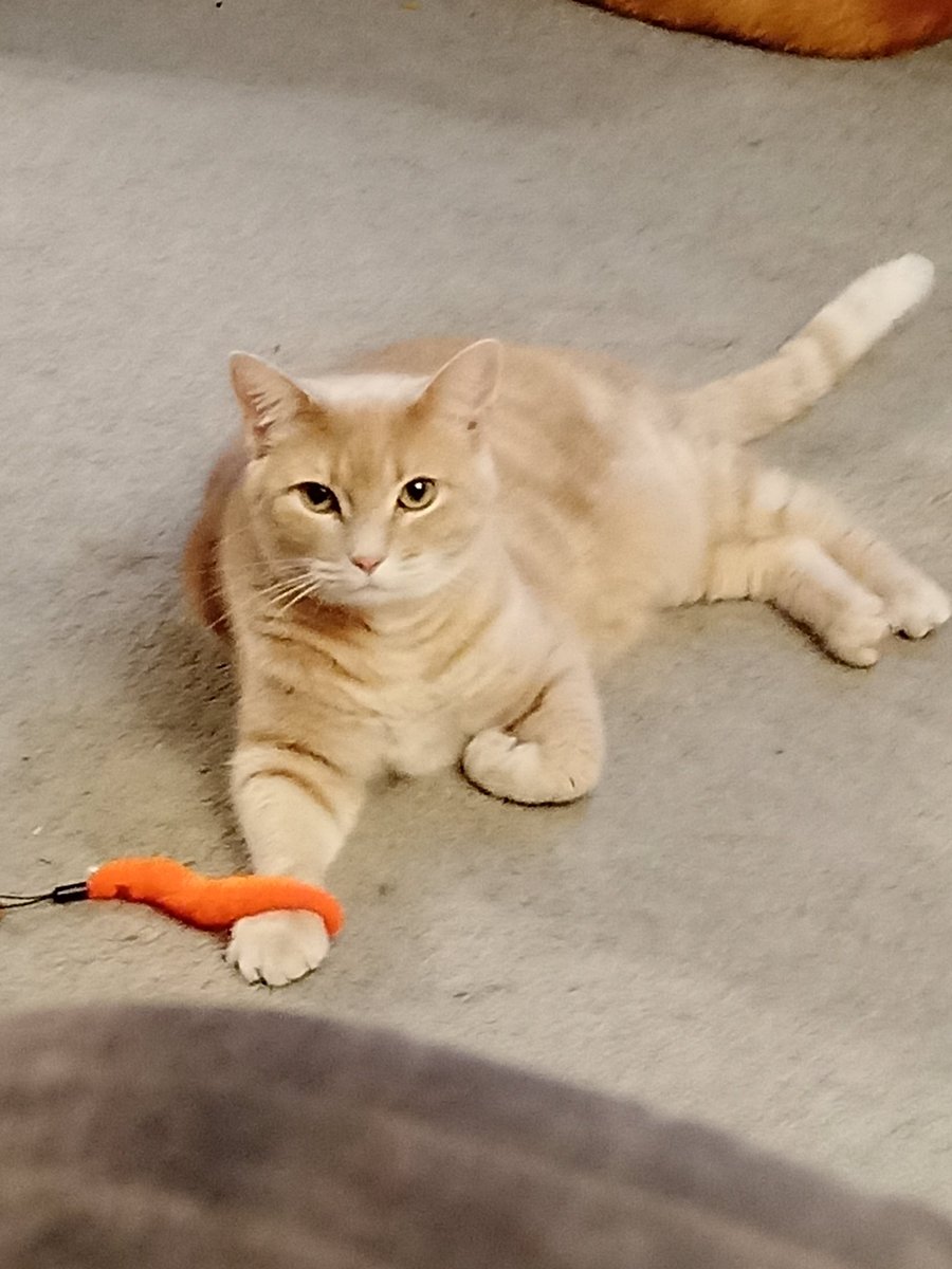 Falling for #clearthelist #wishlist #meow #gingercatappreciationday #shopping #BreakTheCode #BreakingNews let's drop our list retweet and shop the weekend away!! <a href="/GoldfishCards/">Ms. Goldfish</a> <a href="/Kristen_Wickert/">TeacherLady 🍎</a> <a href="/moving_teacher/">TheMovingTeacher</a> <a href="/Music_and_Muse/">Stef Music #Teacher #EducationForAll</a> @teacherjflo <a href="/Teacher0077/">✨Angel✨</a> <a href="/Christea_H/">💫Mrs. C teaches History💫</a> @MrHistory9