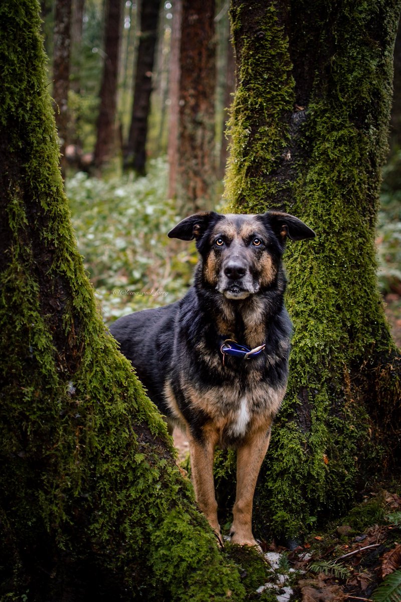 Happy 8th birthday, Larry! 🖤
#BirthdayBoy #HappyBirthday #BirthdayDog