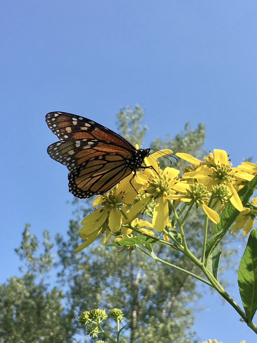 love_yama_kaze's tweet photo. - Butterfly of the Day
🦋 Monarch butterfly (オオカバマダラ)
#nature #wildlife
#butterfly
#flower #花
#wingstem #ハチミツソウ
#bull_thistle #アメリカオニアザミ https://t.co/r2Hwr4wCn3