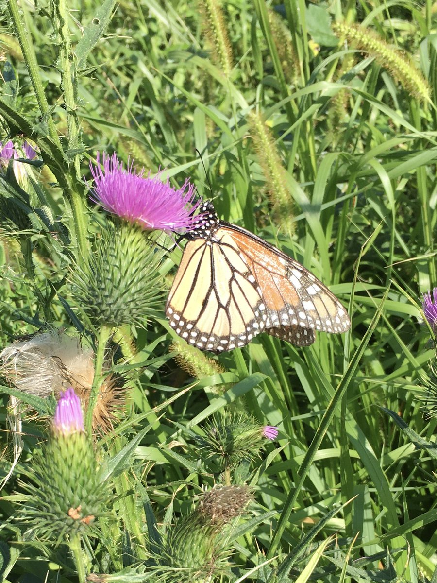 love_yama_kaze's tweet photo. - Butterfly of the Day
🦋 Monarch butterfly (オオカバマダラ)
#nature #wildlife
#butterfly
#flower #花
#wingstem #ハチミツソウ
#bull_thistle #アメリカオニアザミ https://t.co/r2Hwr4wCn3