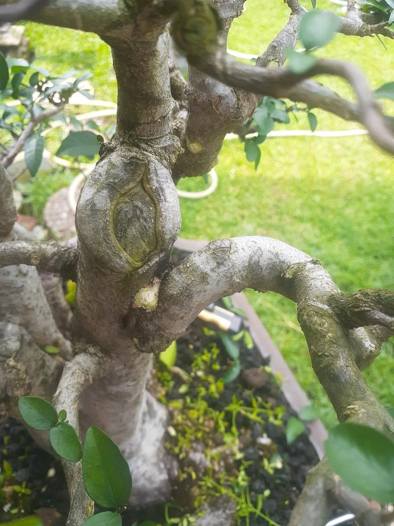 bonsaisekitar's tweet photo. Waktu untuk menunggu bekas luka menjadi tertutup tidak bisa dalam sekejab, prosesnya lama. Apalagi pohon Anting Putri...
#bonsai #antingputri #wrightia https://t.co/tFOQEUXLB2