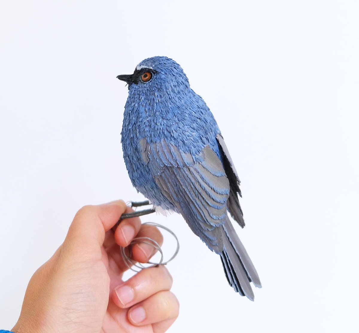 My current project in Kodaikanal involves putting together an exhibit on some of the endemic and sedentary birds found in the Sholaskyislands . I am building a total of 12 birds. Here are some images of a Nilgiri Sholakili, Nilgiri Flycatcher and White Bellied Sholakili.