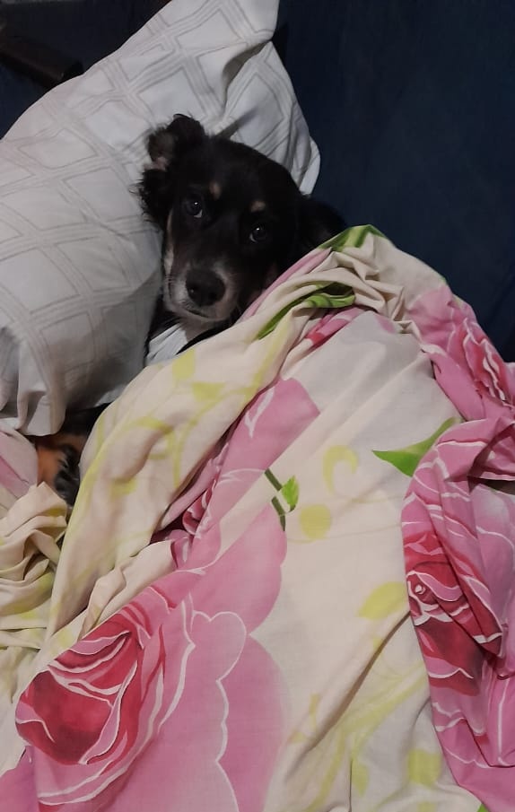 fundacionhuelli's tweet photo. Parece que fue ayer cuando vinieron al mundo y 7 meses después.. Flupita Natita, ya fue esterilizada y se encuentra en recuperación 😱 gracias a sus papás por cumplir con sus responsabilidades, un abrazo a Flupita
Buenas noches https://t.co/ekJbiMFhXF