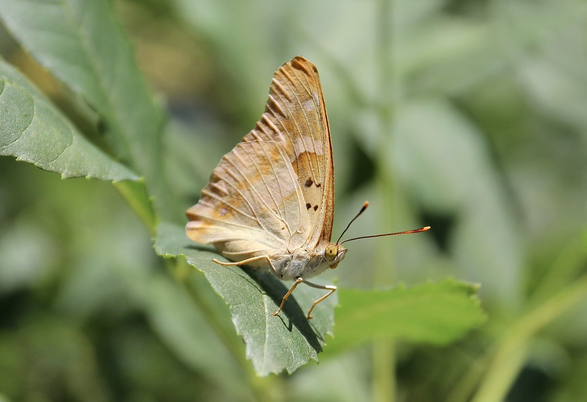 ChroniqueJardin's tweet photo. Le Petit mars changeant et ses reflets bleutés sous le soleil. #Papillon #Jardin https://t.co/ENeaDq5ahG