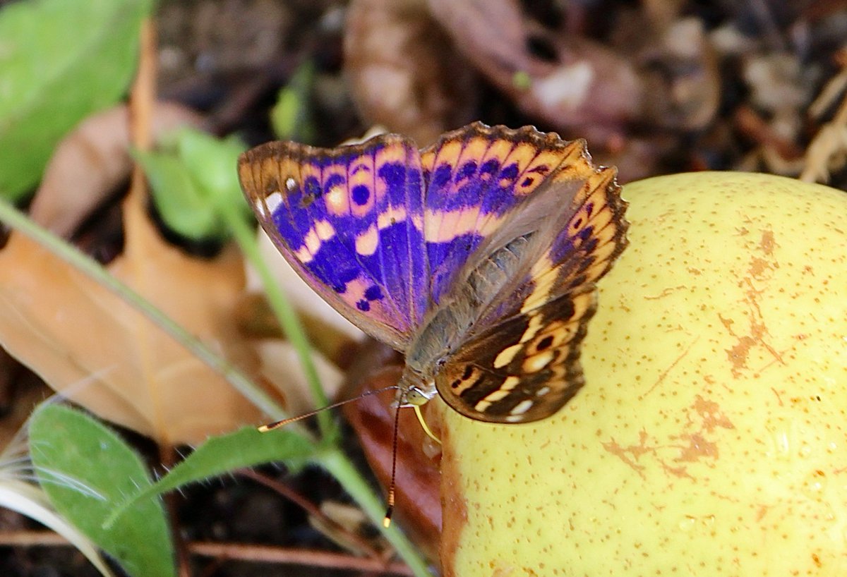 ChroniqueJardin's tweet photo. Le Petit mars changeant et ses reflets bleutés sous le soleil. #Papillon #Jardin https://t.co/ENeaDq5ahG
