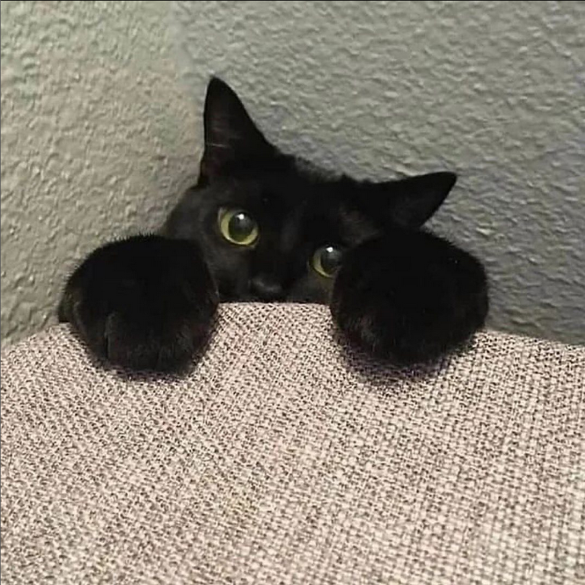 purrtacular's tweet photo. Do you have some snacks for me?😸
cr: #catsofday #catsogram #blackcatsofinstagram #catsofinstagram #blackcats #cat #cats #katze #blackcats #gatos #blackcat #blackkitten #blackkittens #purrtacular https://t.co/1OLWONsS5X