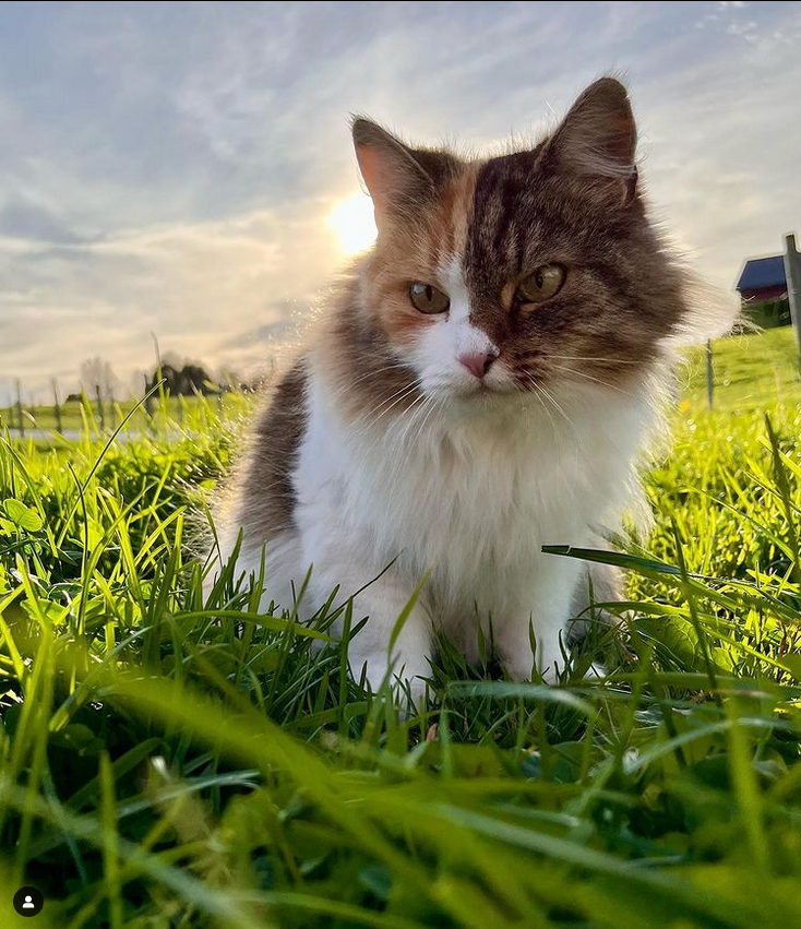 purrtacular's tweet photo. My favorite time to hunt! 🌱🌾How about you?
cr: linnithecat
#cat #catsofinstagram #cats #cats_of_world #catsofig #catlover #catsoftheworld #catsoftheday #catsofinsta #catsofnorway #askøy #askøyværingen #catsoftheday #cutecatsinstagram #purrtacular https://t.co/iXW8qkUzoI