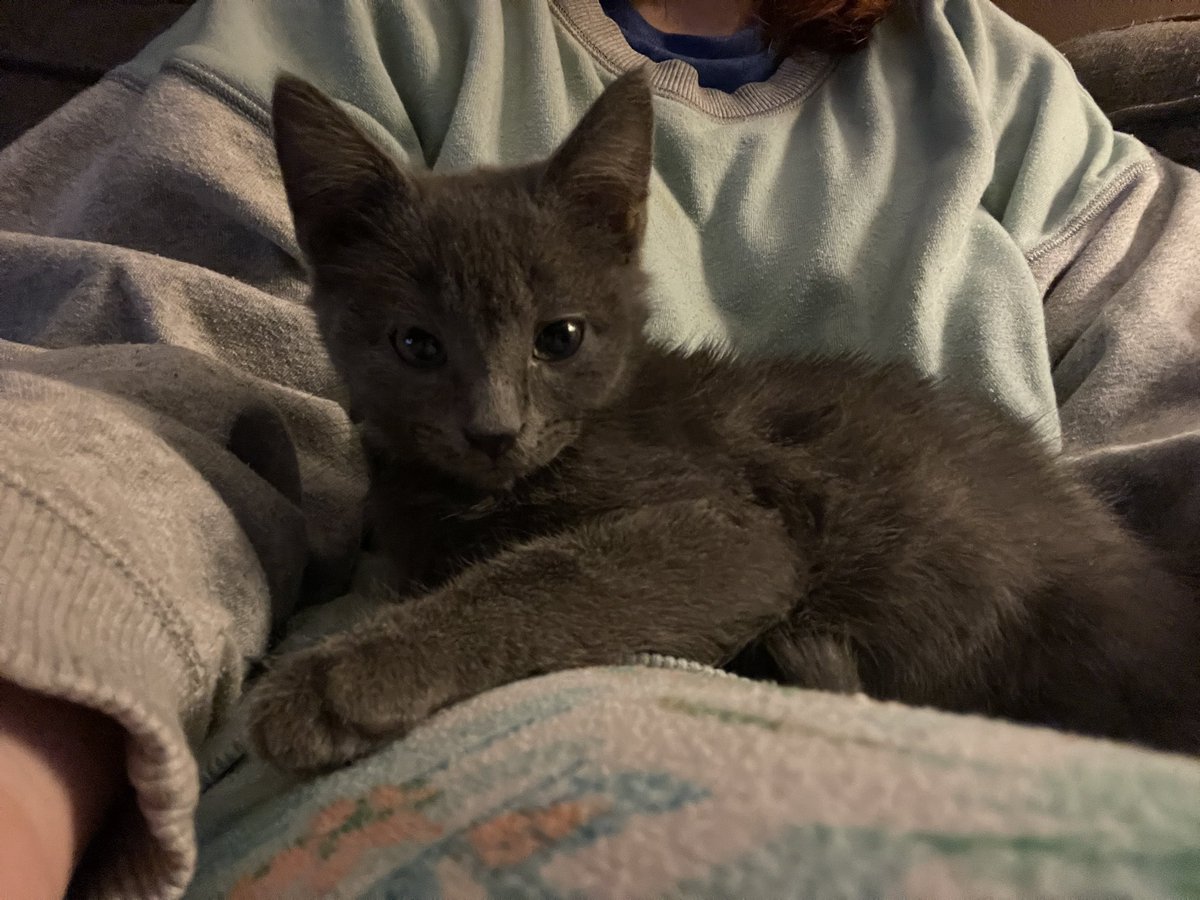 When life is tough, is there anything more comforting than a lap filled with warm kitty? #CatsOfTwitter #CatsOnTwitter #CatTwitter #Cat #Kitten #Meow