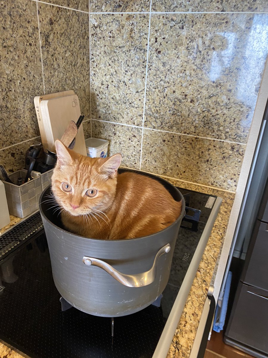柔らかい ねこ鍋 3個セット Evokedrive Com 柔らかい ねこ鍋 3個セット Evokedrive Com