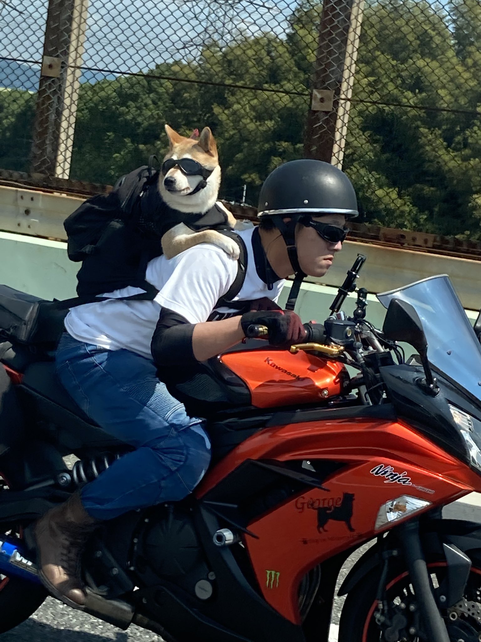 犬とバイク Twitter Search Twitter