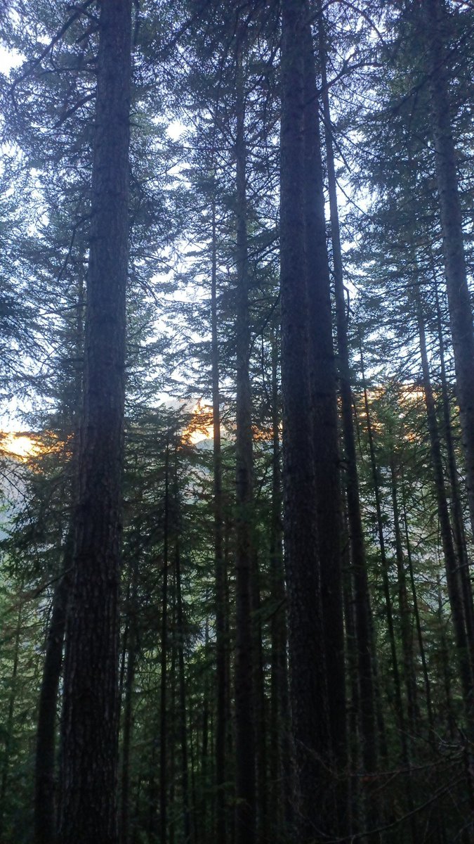 robertdeclaude's tweet photo. Il bosco è un amplificatore naturale dell'anima! https://t.co/AKh7xGCJzY