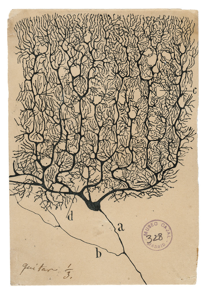 Doctor_Bacteria's tweet image. Cajal y el dibujo.

&quot;El buen dibujo, como la buena preparación microscópica, son pedazos de la realidad, documentos científicos que conservan indefinidamente su valor&quot;.