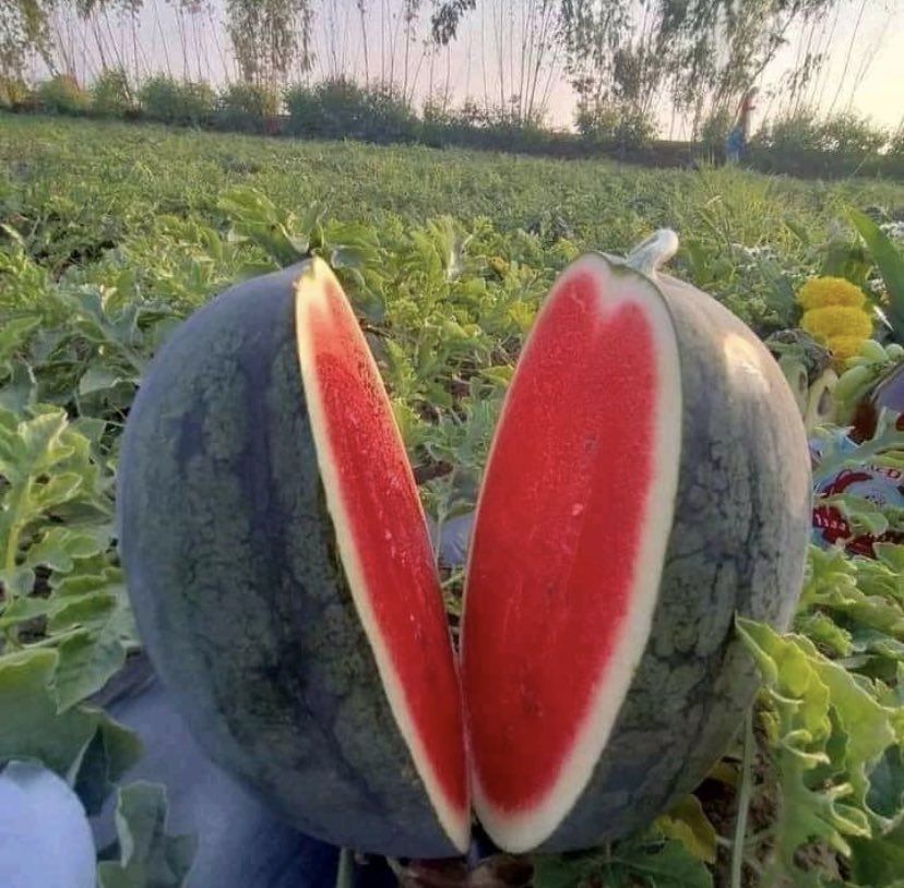 Agriculture should be a career choice not as an alternative career. If you agree with this statement please like and retweet.