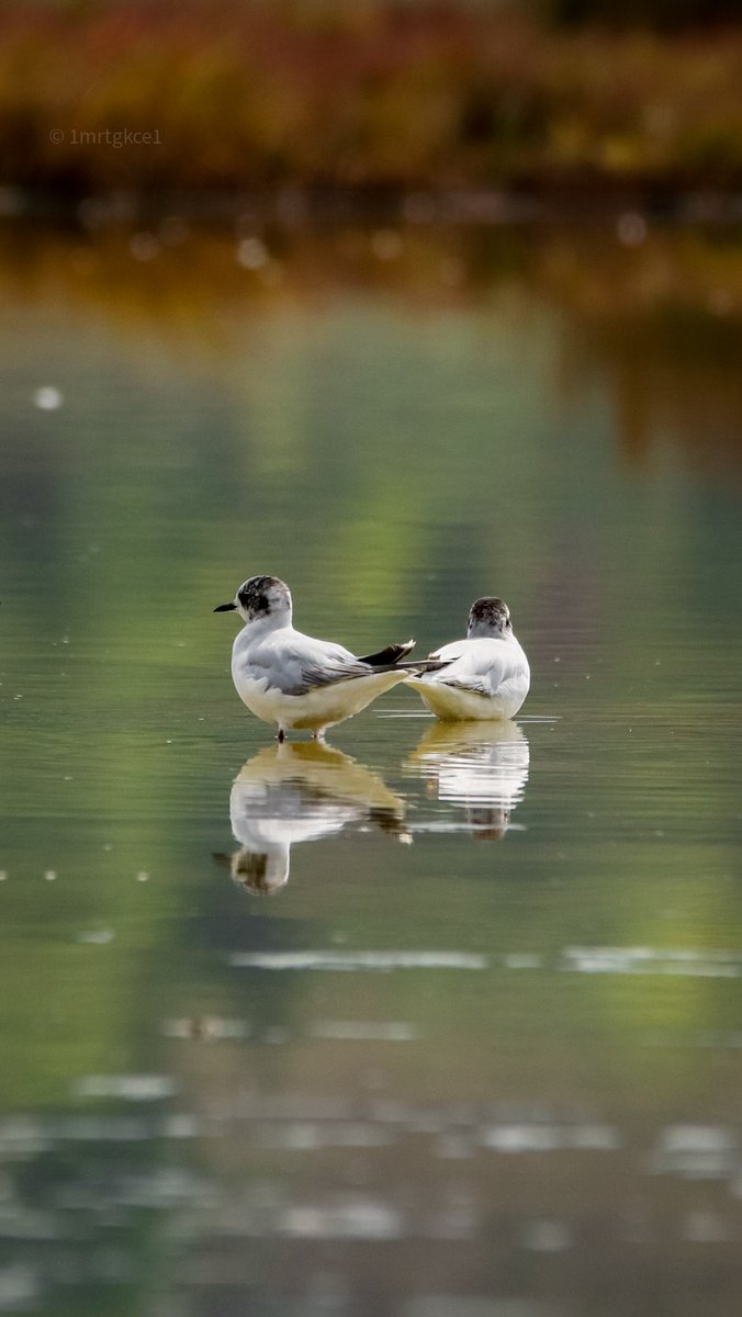 📍: Altınşehir

#küçükmartı
#littlegull
#larusminutus
#hydrocoloeusminutus
#canoneos200d
#canon200d
#sigma120400
#sigma120400mm
#sigma120400dgapooshsm