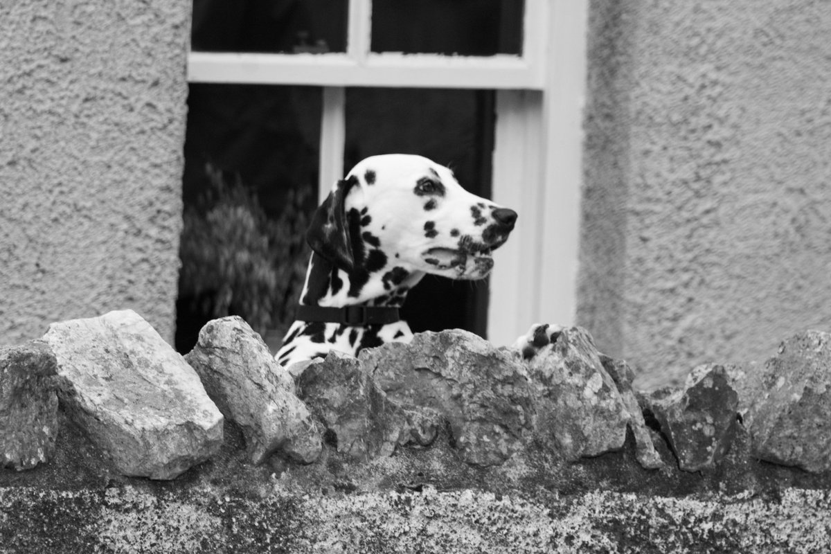 Yesterday's wild sea was great to watch from a safe distance..😮🐶😮..
Dad photo Happy. #DogsofTwittter #DogsAreFamily #dalmatian ❤️