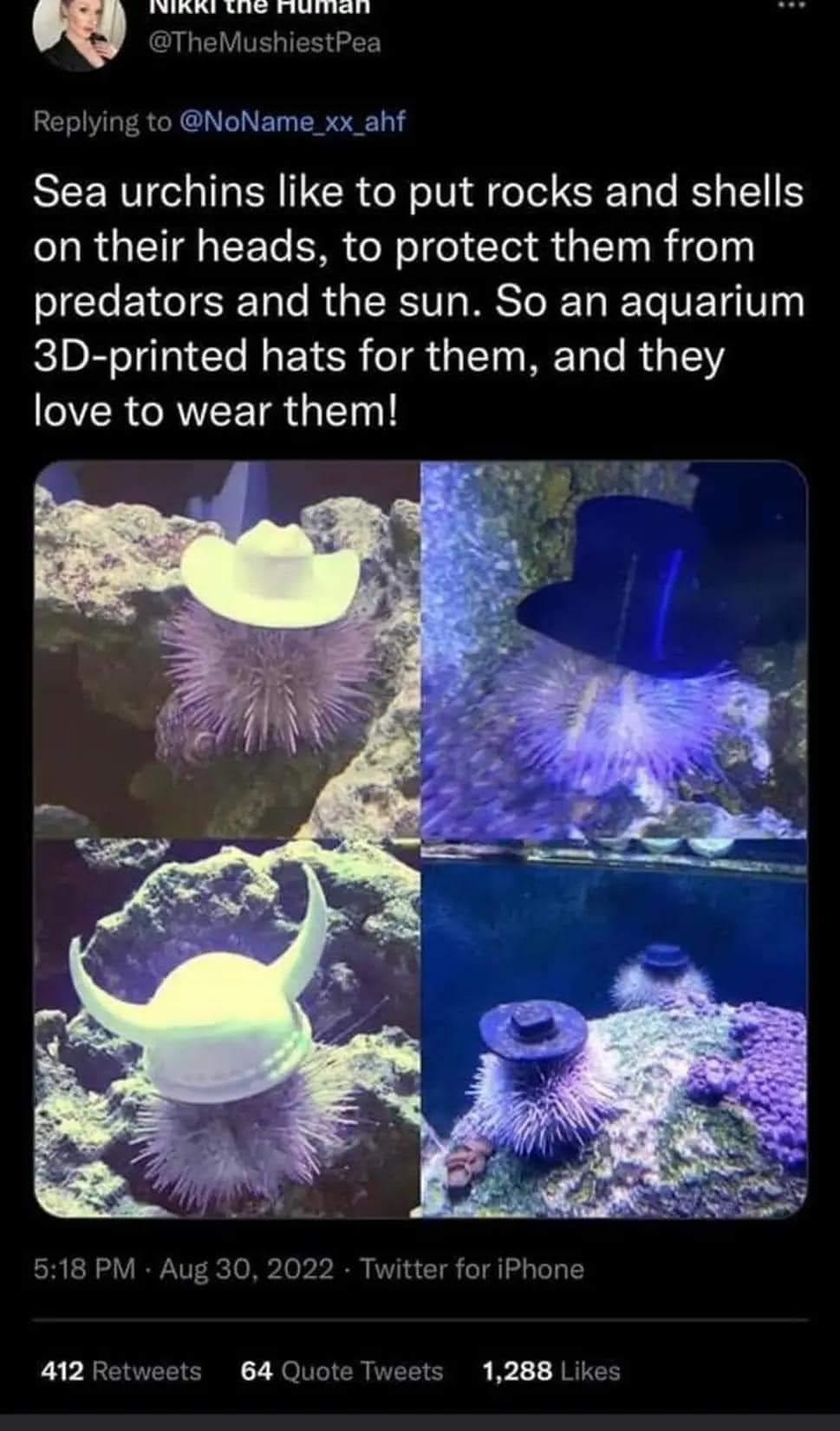 r/StardewValley on X: “Sea Urchin hats confirmed!. posted by u 