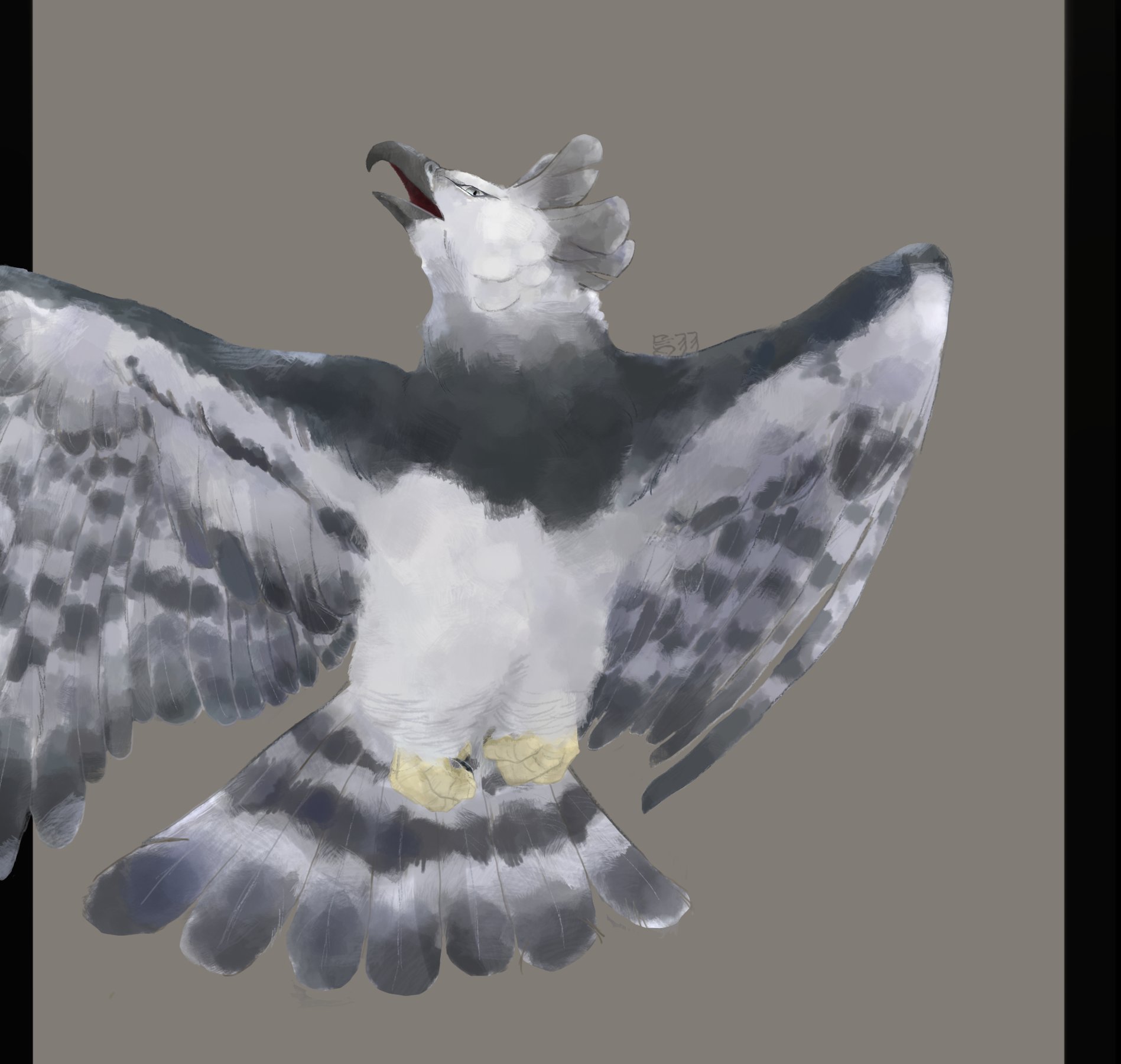 تويتر 烏羽 على تويتر 扇鷲 イラスト 生き物 T Co Nzjj7d1m0w