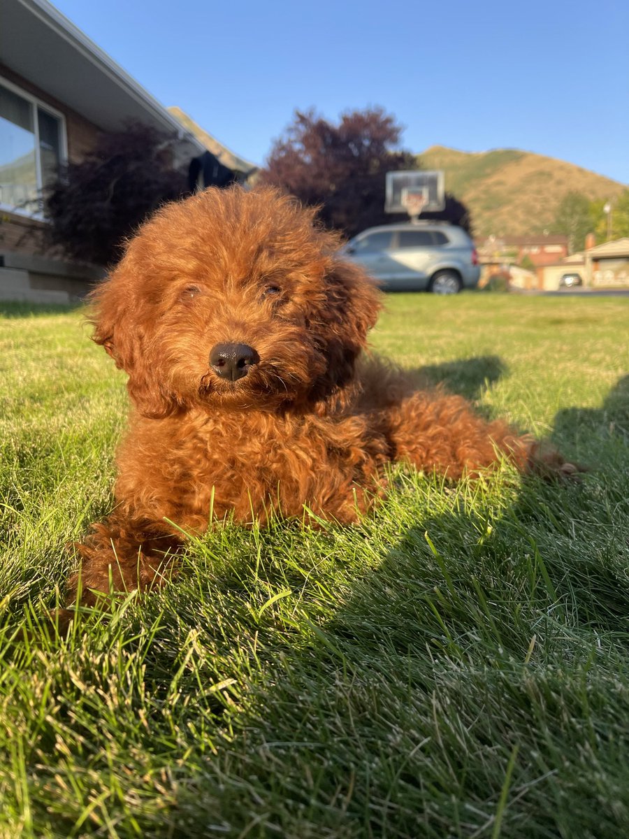 Heidilynwhite's tweet photo. @NeversleepAJ I have two dogs! One full size golden doodle and one mini strawberry golden doodle. Both adorable 

https://t.co/N2iU7LObRN https://t.co/El0R790v67
