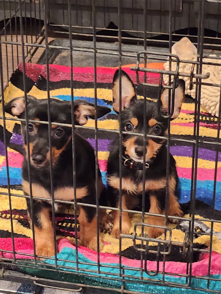 Doug Coleman tweet media