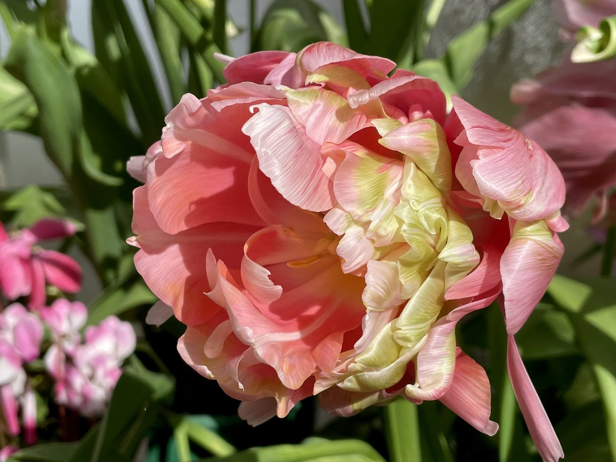 NatashaBarret18's tweet photo. Because it would be rude not to visit the Domain Wintergardens when going to Auckland War Memorial Museum 🎨
#blooms #Auckland #AucklandDomain #Domain #urbanwalks #glasshouses #tulips #orchids https://t.co/kLRxUnKobJ