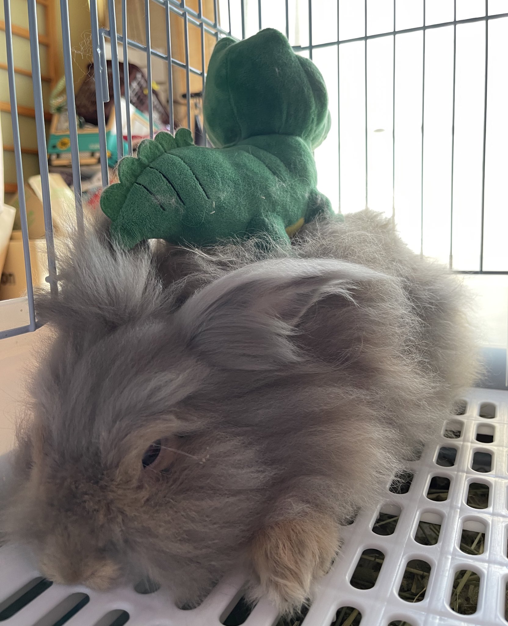 ライオンウサギ様 専用 Salidaseducativas Cl