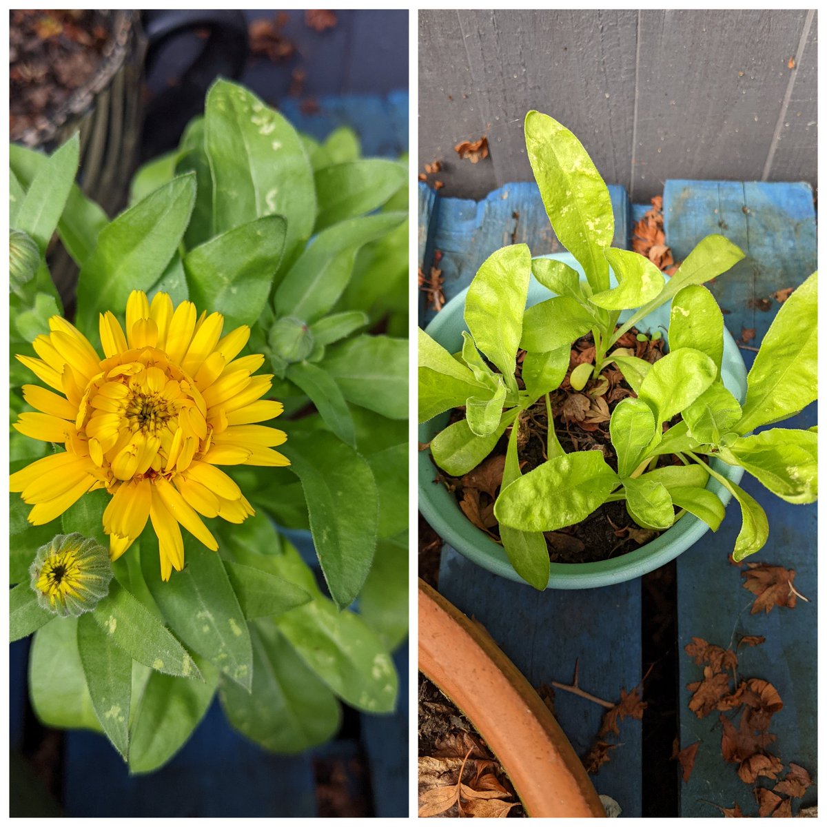 Butterflycolour's tweet photo. A few months back, I went to a volunteers' meeting & the team leader gave everyone a packet of seeds. Here's how mine panned out.
Each day we sow seeds into the lives & hearts π of others π±
#MakeTimeToThrive
#Legacy is not what you do for yourself, but what you do for others https://t.co/4gd1tAvsBR