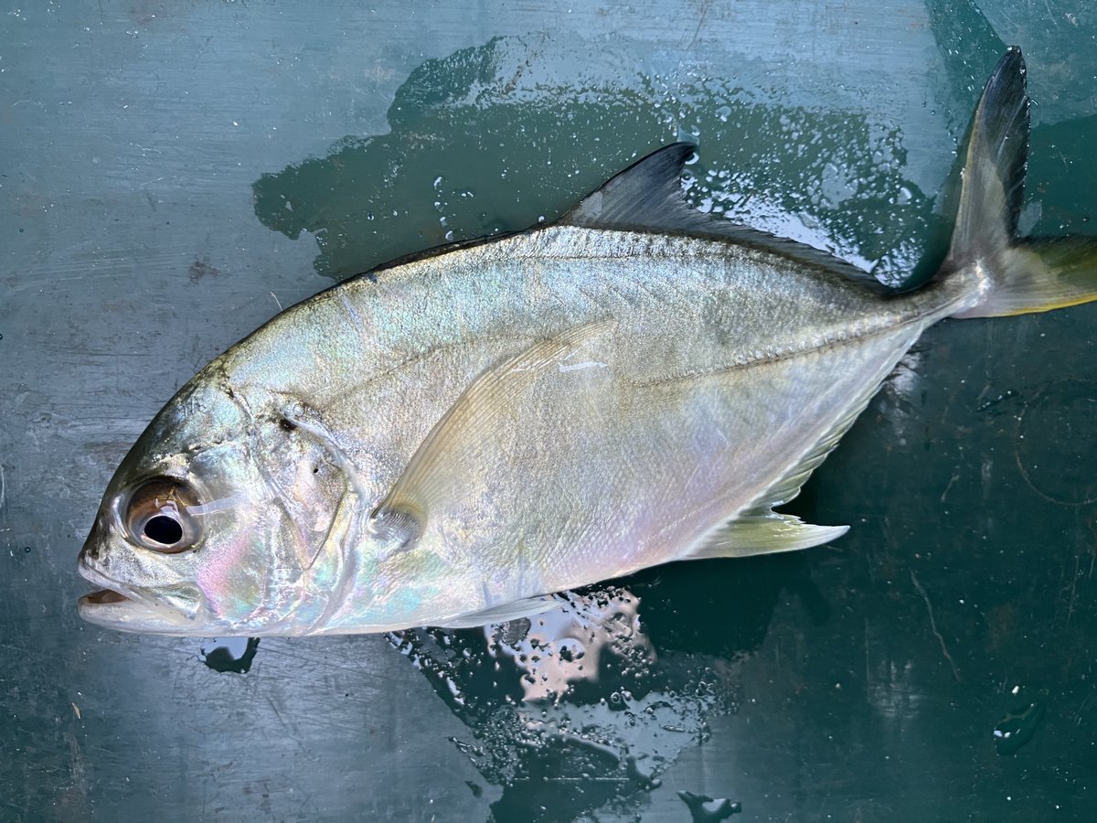 tawake2go's tweet image. 全く捕れない(T ^ T)