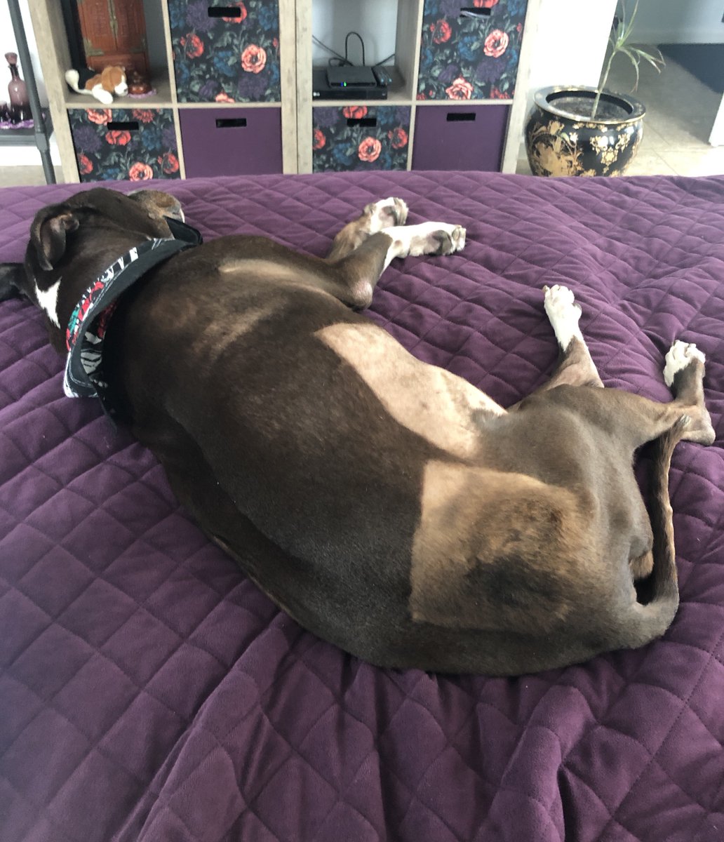 Casibari77's tweet photo. Even though Venus walks from room to room choosing a bed, she still prefers our bed but needs help anymore getting up there. @RaokRaven @KarenSConniff @TheMike_Woodard @acevonjohnson @ElijahBFree66 @Dawnp14Dawn
#baldbaby #venus #oldgirl #oneloveddog #adopt https://t.co/QKGqr32ZPb