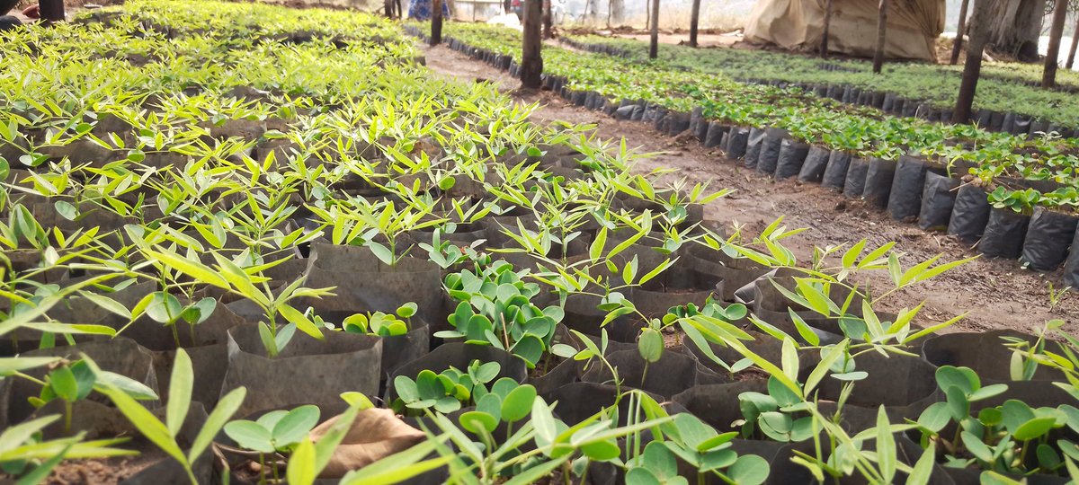 RECOR_Rw's tweet photo. Celebrating one year of TERRAMATCH for Forest landscape Restoration. Let's join our hands for our land restoration. #terrafund #terramatch @onetreeplanted @restoreforward @WRIafrica #AFR100 https://t.co/vPNvsJd2gn