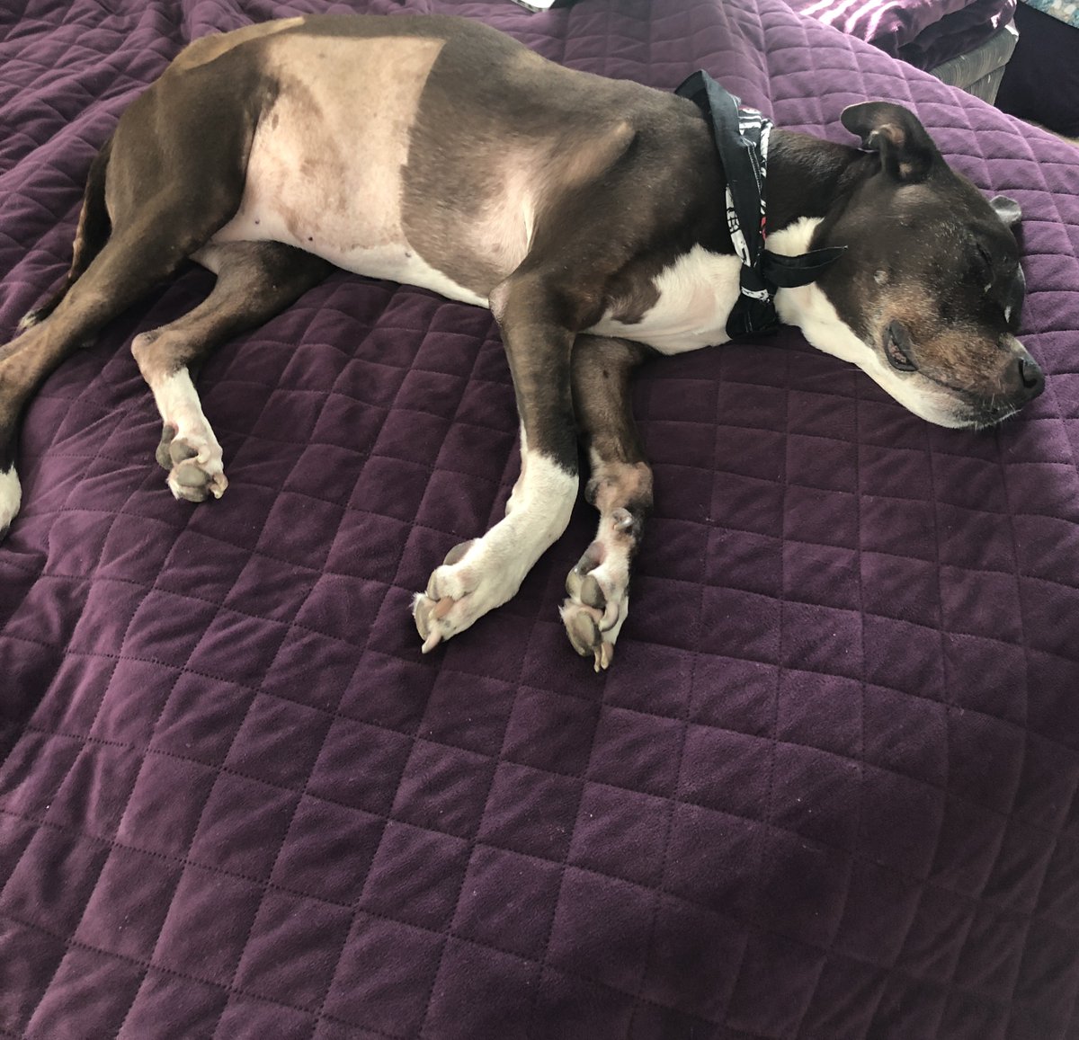 Casibari77's tweet photo. Even though Venus walks from room to room choosing a bed, she still prefers our bed but needs help anymore getting up there. @RaokRaven @KarenSConniff @TheMike_Woodard @acevonjohnson @ElijahBFree66 @Dawnp14Dawn
#baldbaby #venus #oldgirl #oneloveddog #adopt https://t.co/QKGqr32ZPb