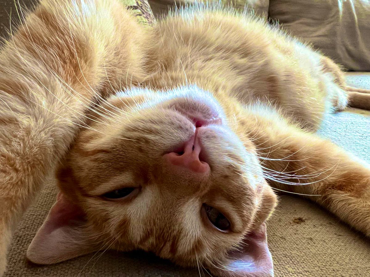 fox2185's tweet photo. Giorno dal mio Simba 😻❤️ https://t.co/aFsybpKeAR