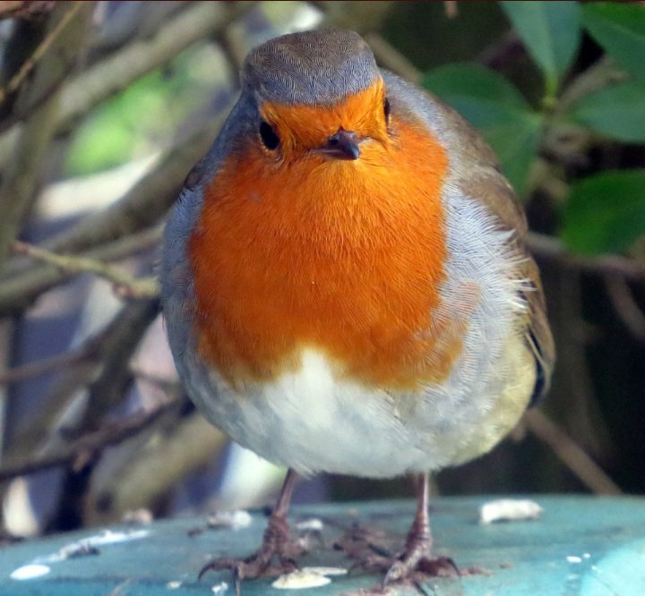oor_boab's tweet photo. Good morning from the resident #garden #robin, hope you all have a great day :)
#birding #nature #wildlife https://t.co/bqDy2M1HyI