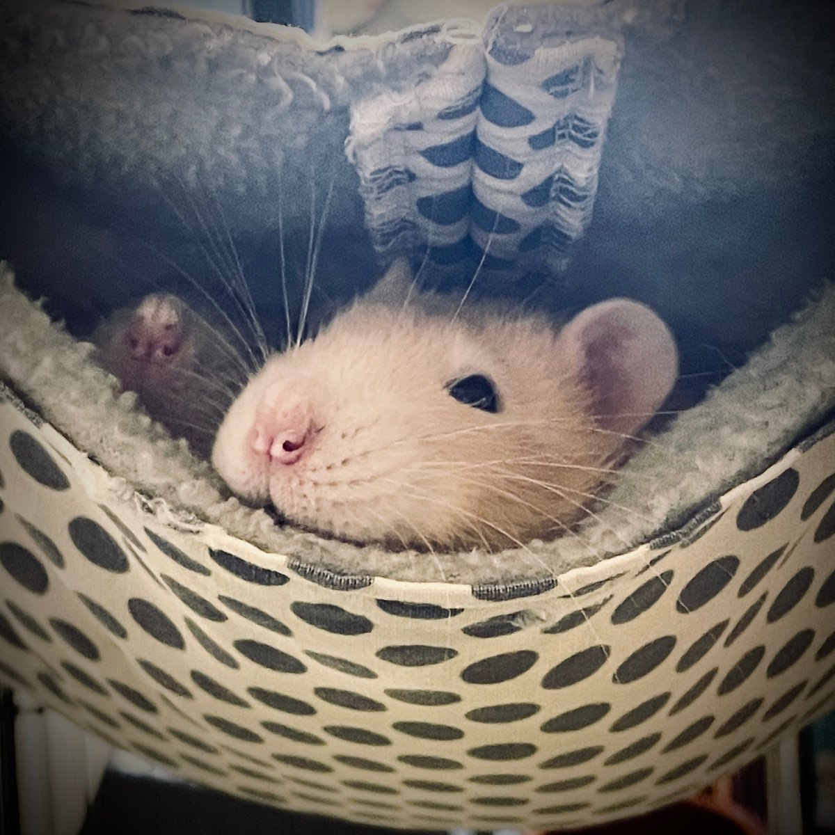 Pete Yandell (@notahat) on Twitter photo 