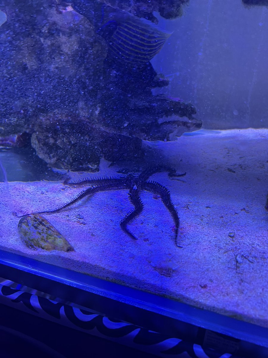 One of the devil’s pets here in Australia