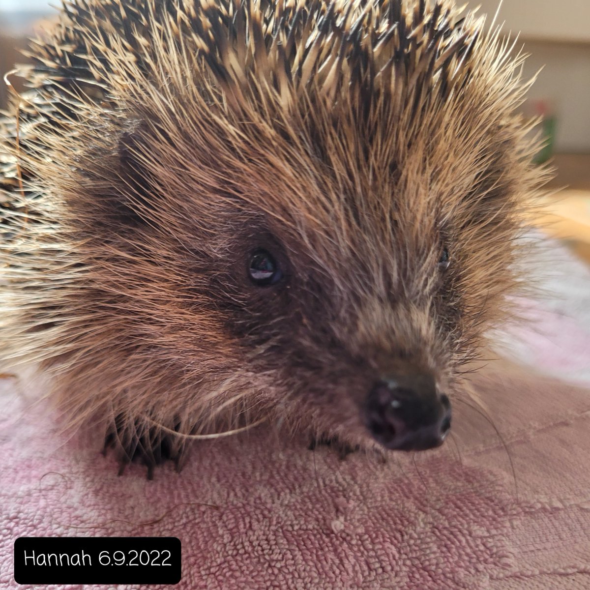 Monique Blackford on Twitter "Hannah has been handed into Lulubells