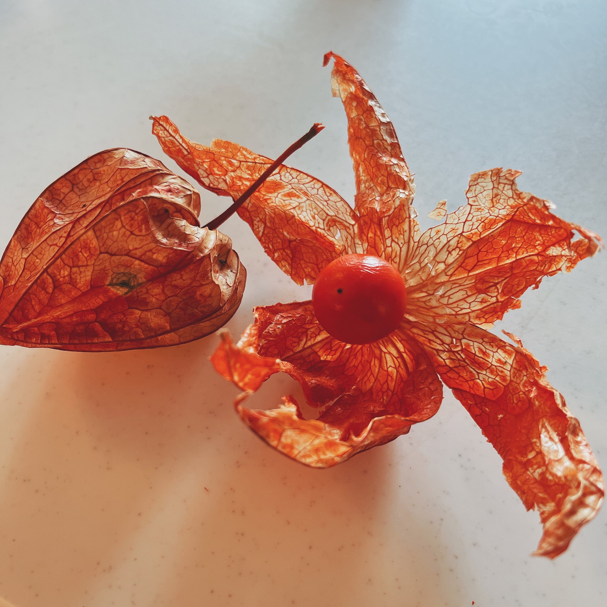 ヲタきち 映像ディレクター ほおずきの実の中身だけ取り出して皮だけにする遊びあったよね おばあちゃんに教えて貰った T Co Vq1lox0yw7 Twitter