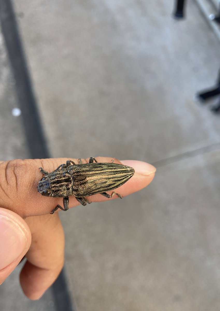 虫詳しい人こいつ何かわかる?コメツキムシっぽい ピタってくっついてかわいい 