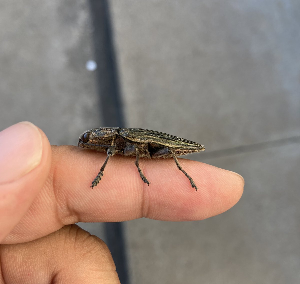 虫詳しい人こいつ何かわかる?コメツキムシっぽい ピタってくっついてかわいい 