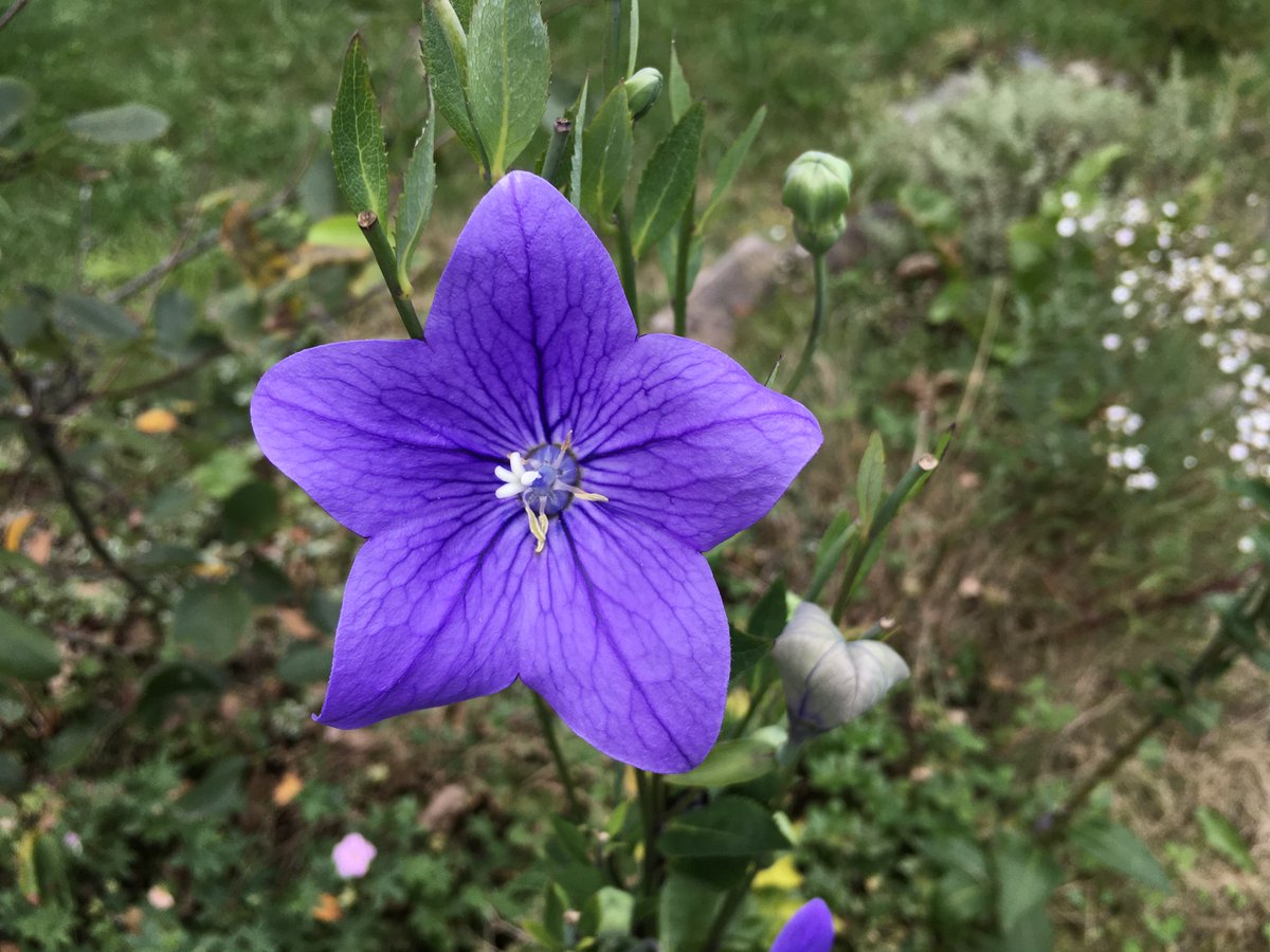 m19510804's tweet photo. 桔梗って昼にパカって咲いて夜はお花閉じてお休みするのね。なんか動物っぽい。＃桔梗 https://t.co/n5v3YEdpaf