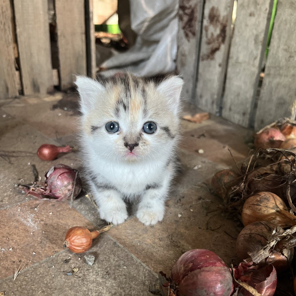 The_Moiety's tweet photo. @maria_drutska More #WarKitty for reasons that we love you Maria. Come for the sass, stay for the sass. https://t.co/4gbYmRGZmj
