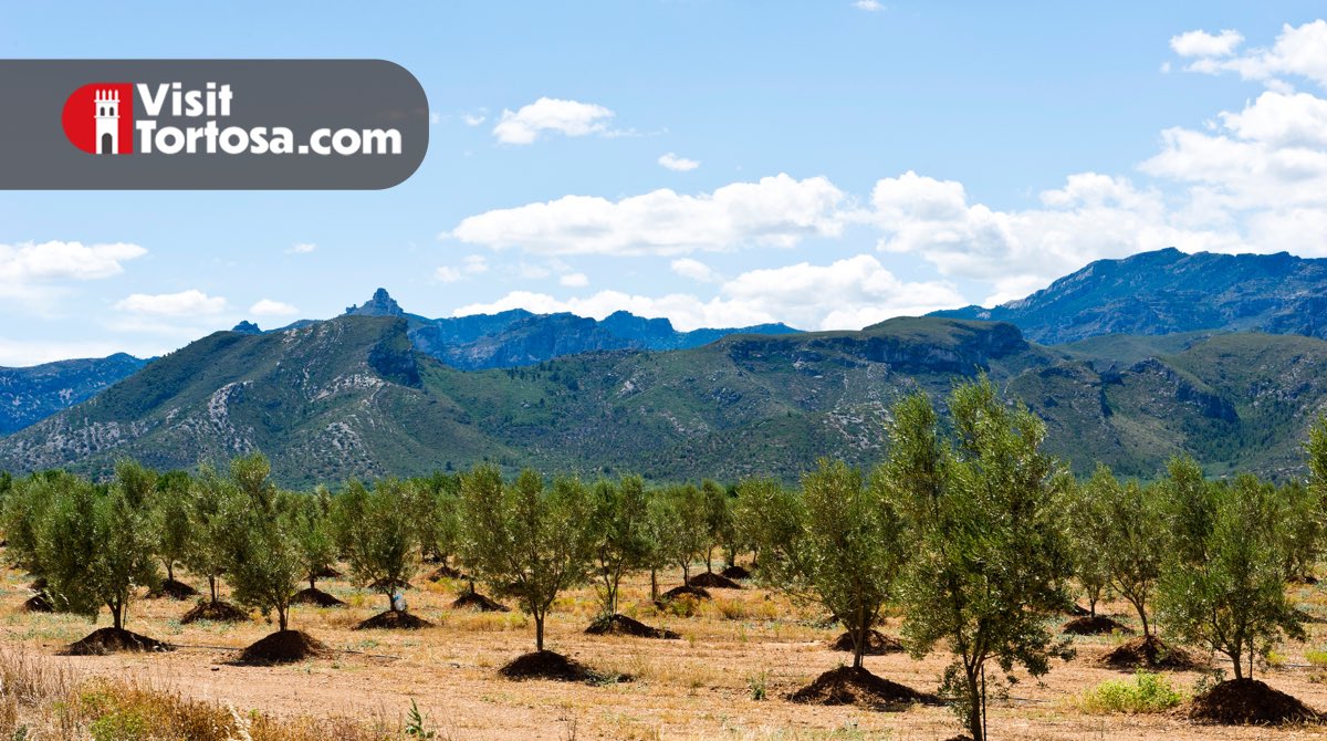 What do you love about Tortosa?

#visittortosa #tortosa #tortosacity #tortosacultura #tortosaturisme   #travelgram #travelling #travelphotography #historical  #unesco #unescoworldheritage #mountains #rivers #deltadelebre #ebre   #catalonia #catalunya #catalunyaexperience #love