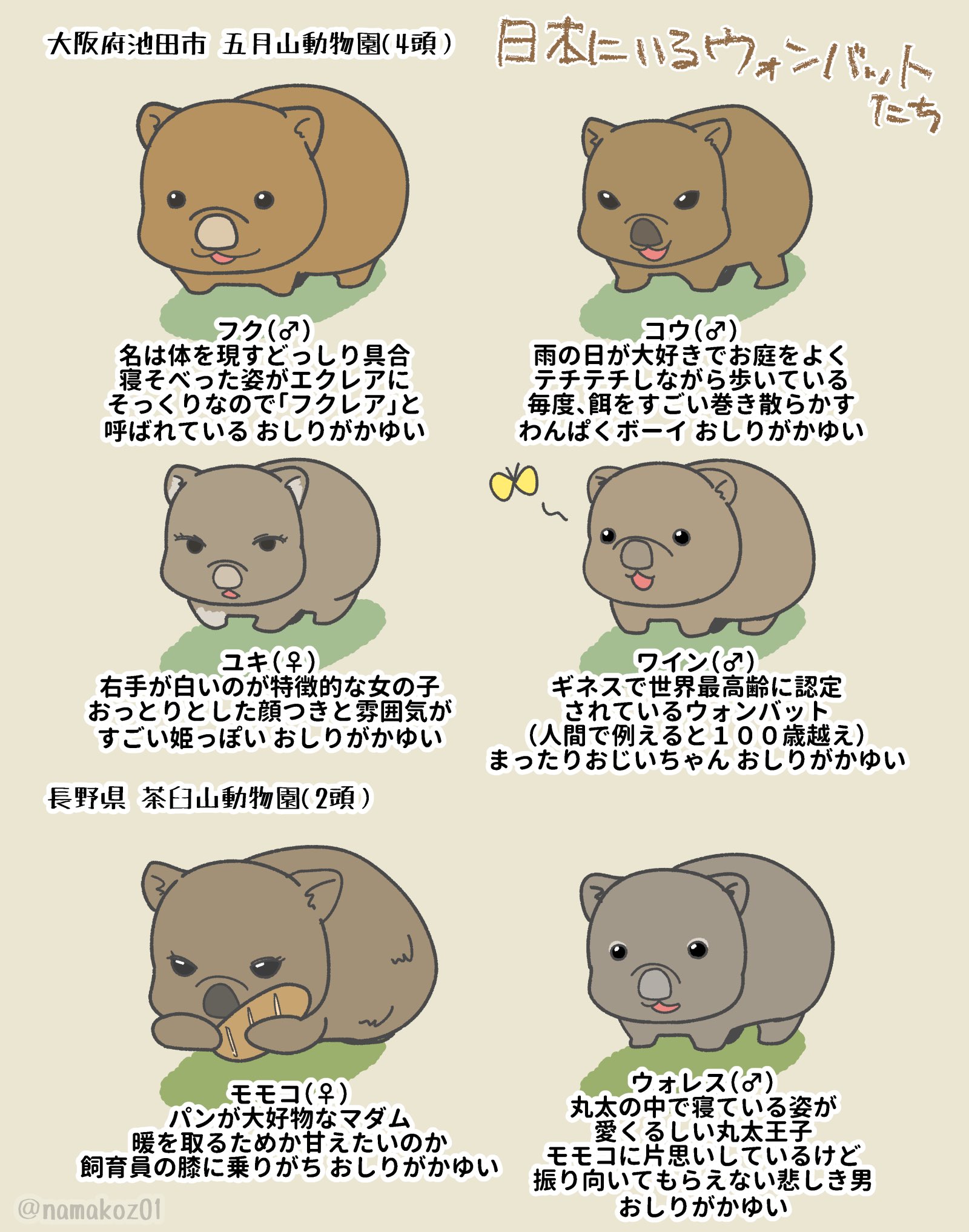 海野 なまこ ゆるるふ神話シリーズ ウォンバット 可愛いですよね 日本の動物園では大阪の五月山動物園に4頭 長野県の茶臼山動物園に2頭いるので見れますよ ウォンバット可愛い ウォンバット 五月山動物園 茶臼山動物園 T Co 3a4eptv9nf