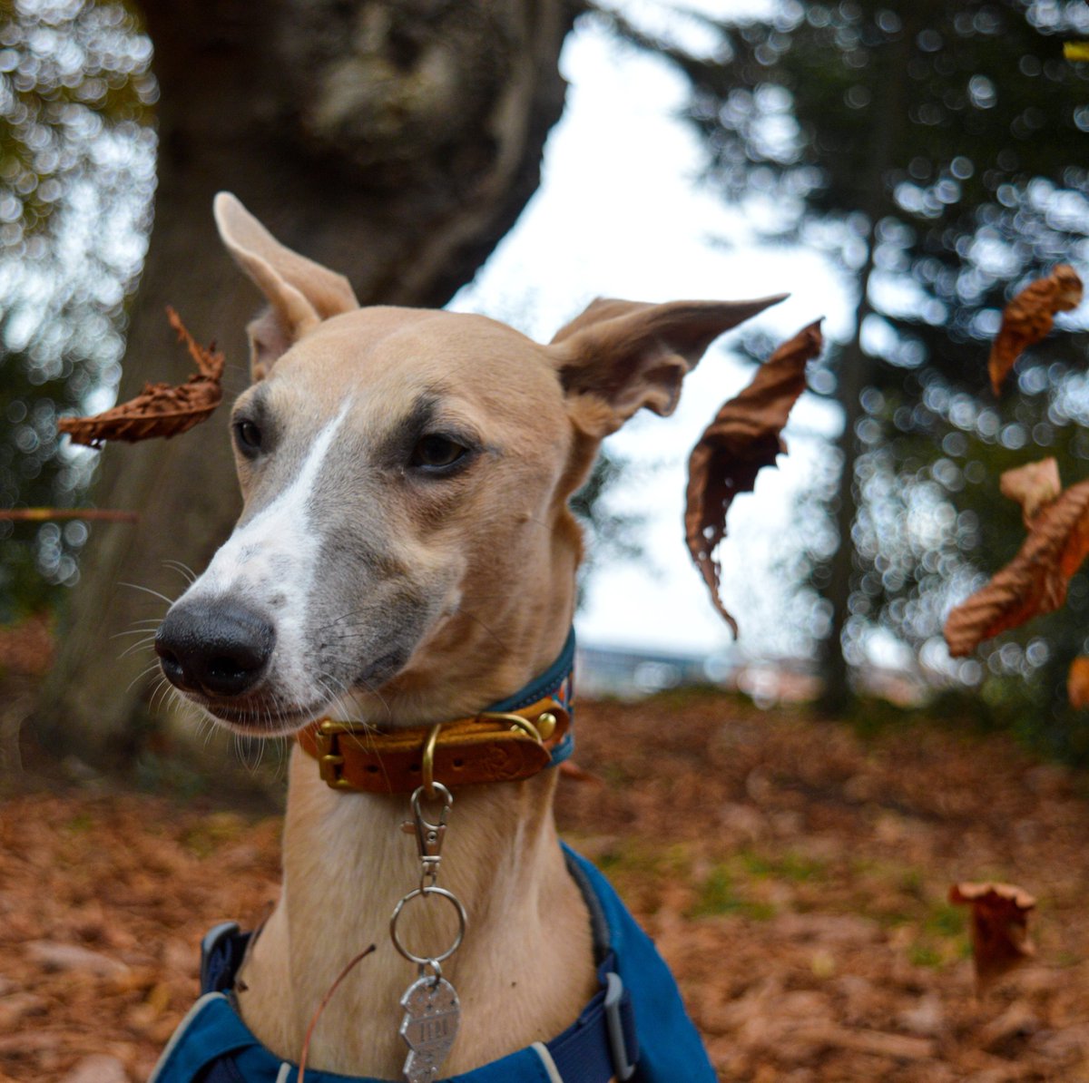 Woosh... Where did that summer go! #autumn #dog #whippet #dogsoftwitter