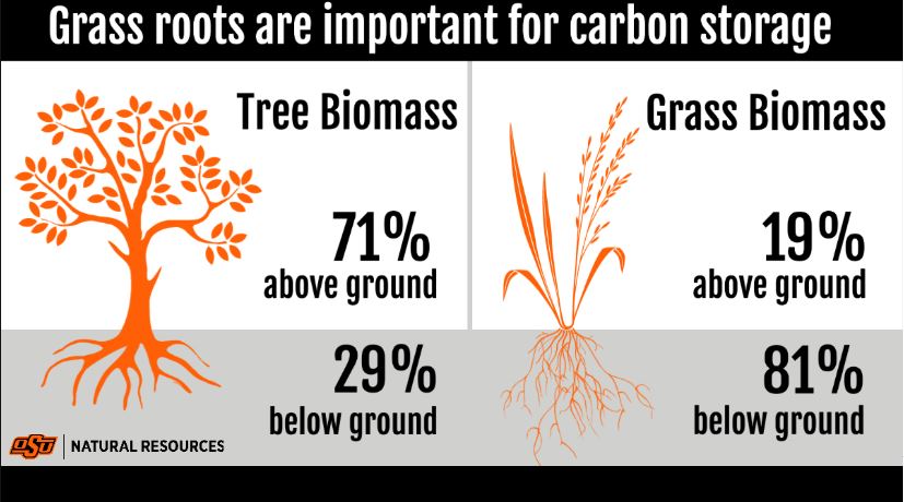 DavidSustraiak's tweet photo. Importancia de las raíces del paso en el almacenamiento de carbono. https://t.co/ZE6xpPa2gb