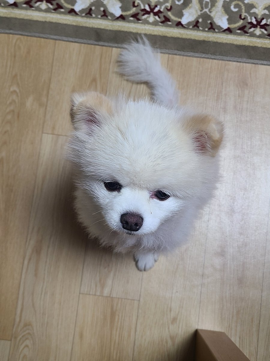 bean_archive's tweet photo. 너무나도귀엽잔아 https://t.co/yFh4QNHBL2
